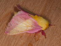 Dryocampa rubicunda