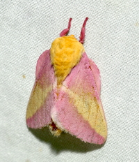 Dryocampa rubicunda