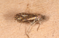 Dyseriocrania griseocapitella