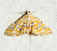 Elophila icciusalis