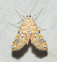 Elophila icciusalis