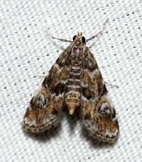 Elophila obliteralis
