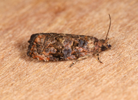 Endothenia hebesana