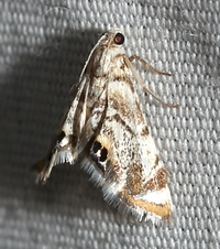 Eoparargyractis unidentified species