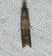 Ephestiodes infimella