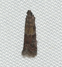 Ephestiodes infimella