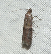 Ephestiodes infimella
