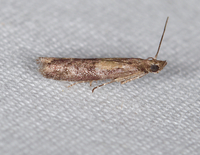 Ephestiodes infimella
