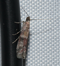 Ephestiodes infimella
