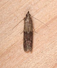 Ephestiodes infimella