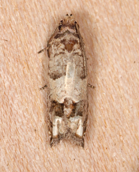 Epiblema unidentified species