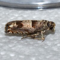 Epiblema unidentified species