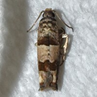 Epiblema unidentified species