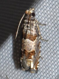 Epiblema unidentified species