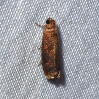 Episimus argutana