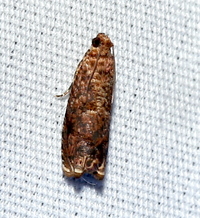 Episimus argutana