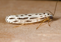 Ethmia zelleriella