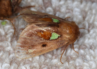 Euclea delphinii