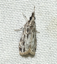 Eudonia strigalis