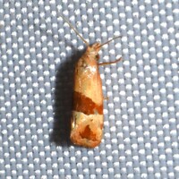 Eugnosta sartana