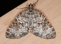 Eulithis explanata