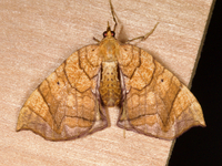 Eulithis gracilineata