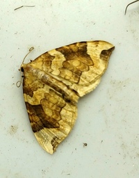 Eulithis propulsata