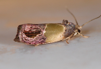 Eumarozia malachitana