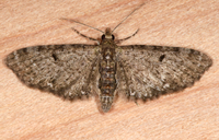 Eupithecia miserulata