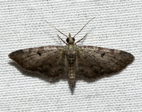 Eupithecia miserulata