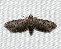 Eupithecia miserulata