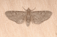 Eupithecia miserulata