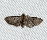 Eupithecia miserulata