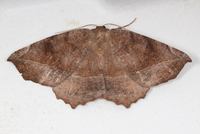 Eutrapela clemataria