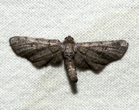 Exelis pyrolaria