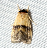 Exyra semicrocea