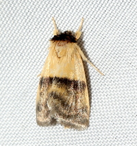 Exyra semicrocea