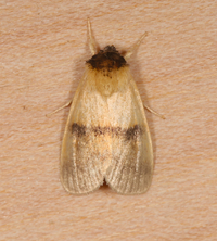 Exyra semicrocea