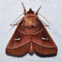 Fagitana littera