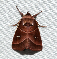 Fagitana littera