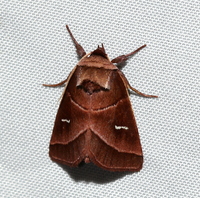 Fagitana littera