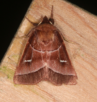 Fagitana littera