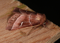 Fagitana littera