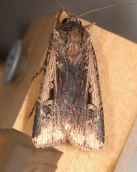 Feltia subterranea