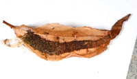 Filatima serotinella