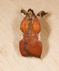 Galasa nigrinodis