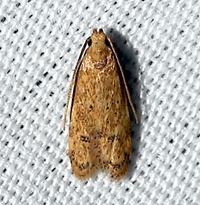 Gerdana caritella