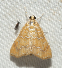 Glaphyria sesquistrialis