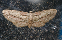 Glena plumosaria