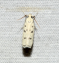 Glyphidocera lactiflosella